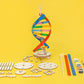 DIY DNA Double Helix Model Kit – Build & Paint Biology STEM Project